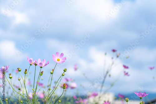 秋桜(コスモス)　秋の風景