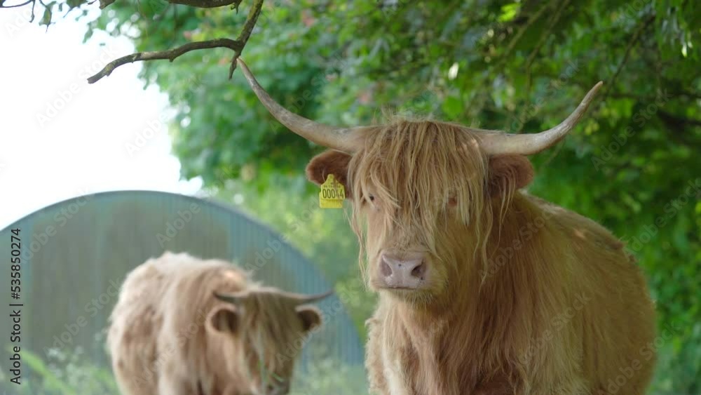 Couple of Huge Horned Highland Cattle Facing the Camera In Pasture Land. Medium Shot Couple of Huge Horned Highland Cattle Facing the Camera In Pasture Land. Medium Shot