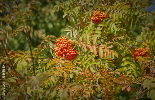 ash berry in autumn © Дмитрий Поляков