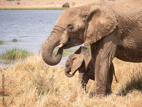 African elephant with tiny calf drinks water from dam in parched savannah