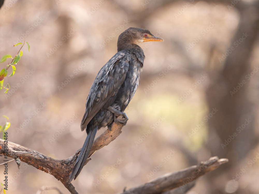 Reed cormorant with mottled plumage perched on branch, side profile Reed cormorant with mottled plumage perched on branch, side profile