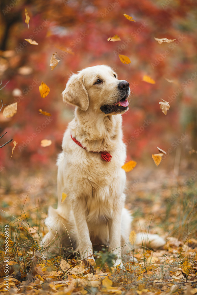 dog golden retriever in autumn dog golden retriever in autumn