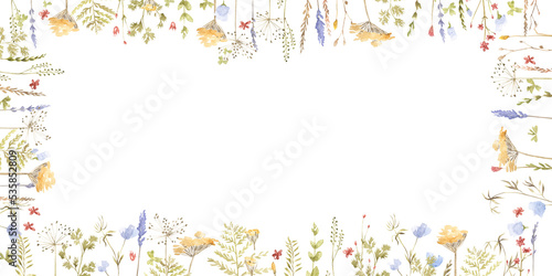 Beautiful colorful blooming wild flowers isolated on a white background. Flower frame with a text space.