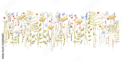 wild flowers collection isolated on white background