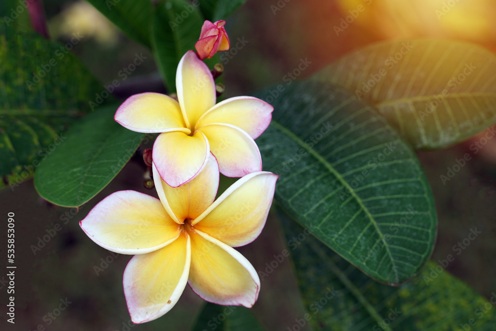 Frangipani flowers yellow. Commonly known as plumeria, Frangipani