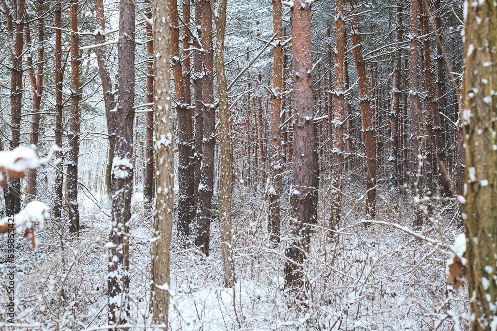 Fototapeta premium winter scene in the woods