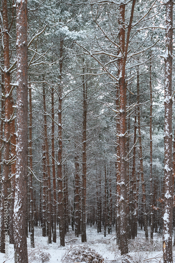 Fototapeta premium winter scene in the woods