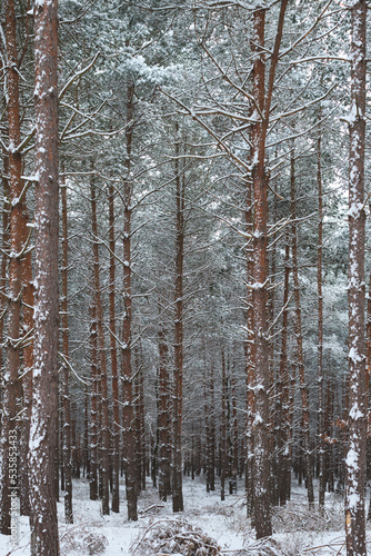 winter scene in the woods