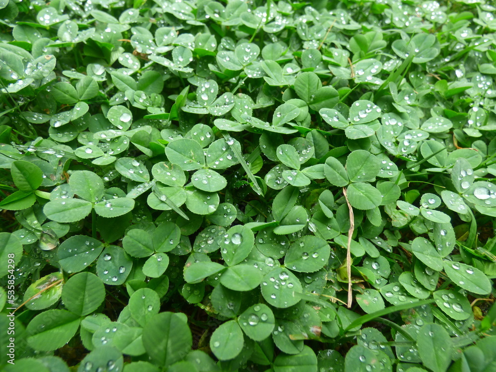 Rainy Drops Green Clover Background Rainy Drops Green Clover Background