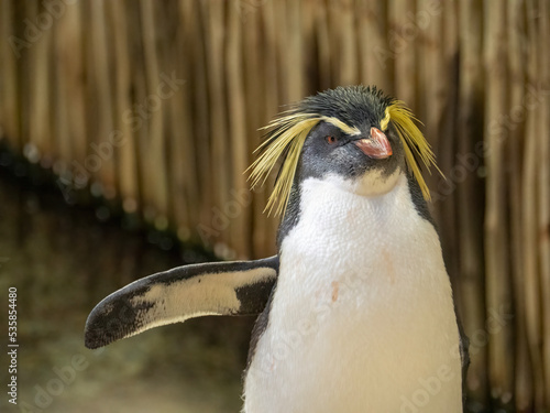Macaroni penguin sticks out flipper to dry in reed enclosure photo