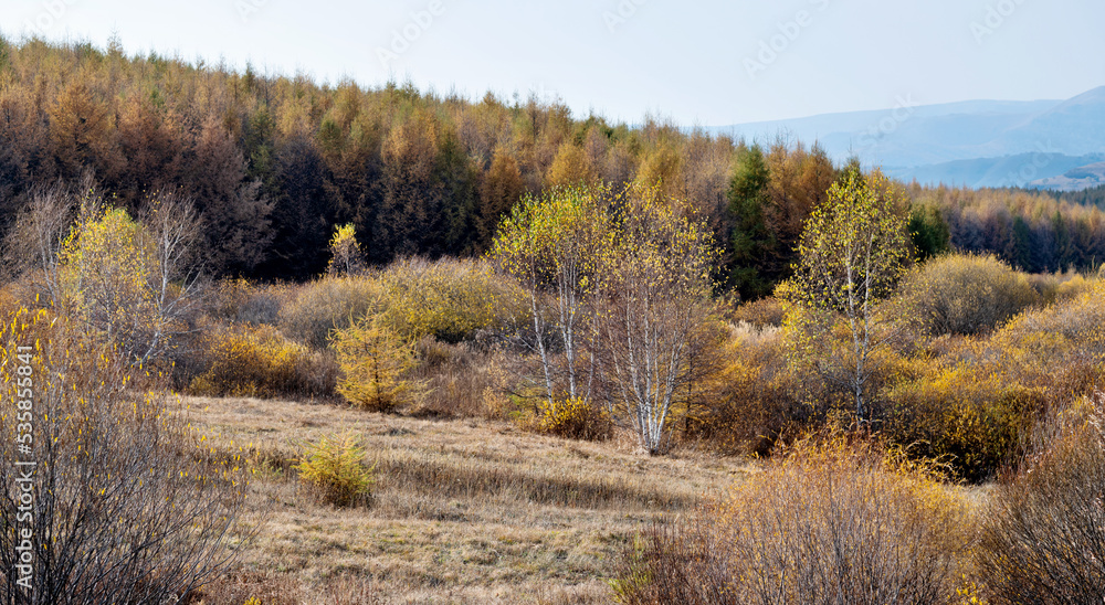Fototapeta premium Golden larch trees in autumn