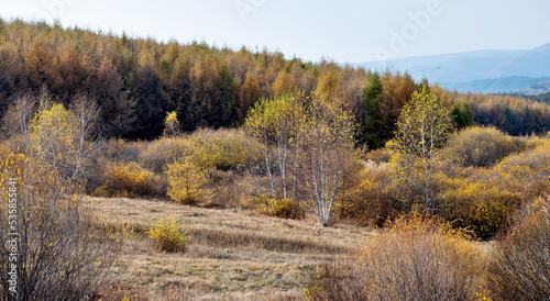 Golden larch trees in autumn