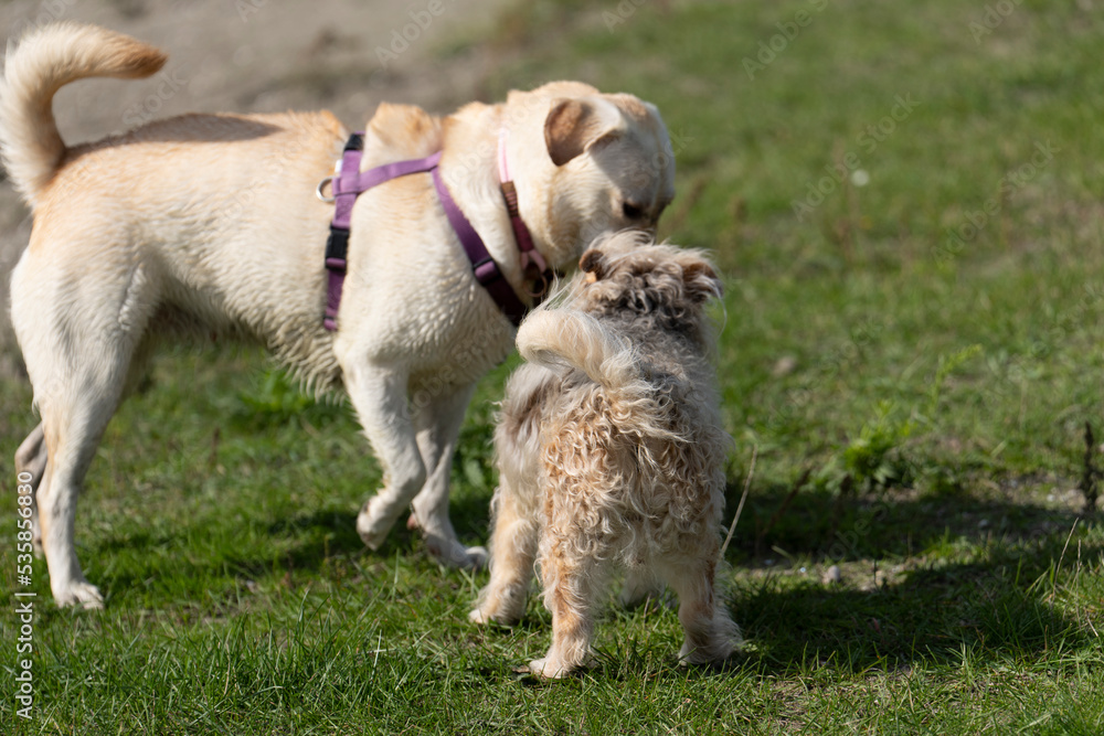 Dogs Meeting 