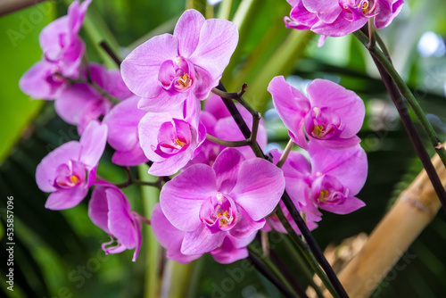 Orchid flower  pink Phalaenopsis