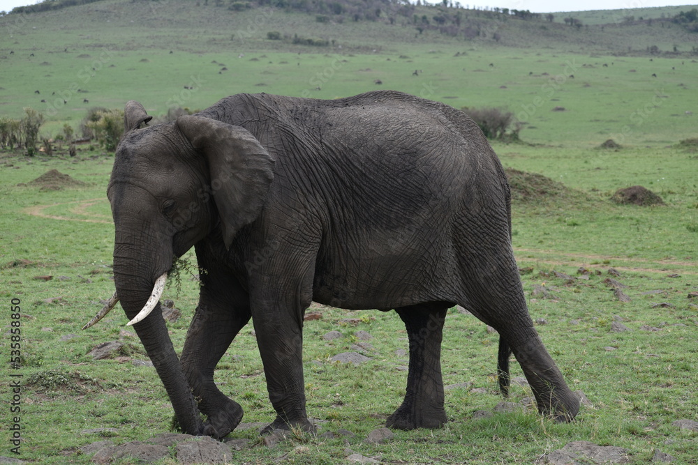 African elephant walking 