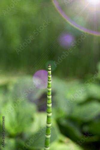 Equisetum hyemale single stem against a blurred background.