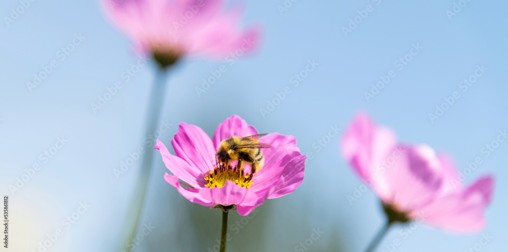 Honey bee collecting pollen on cosmos flower
