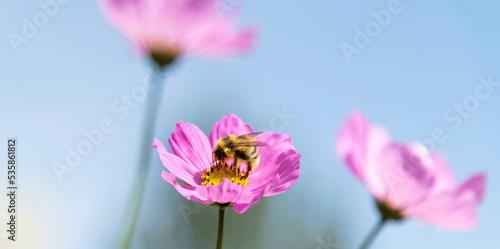 Fototapeta Naklejka Na Ścianę i Meble -  Honey bee collecting pollen on cosmos flower