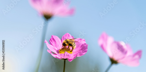 Honey bee collecting pollen on cosmos flower