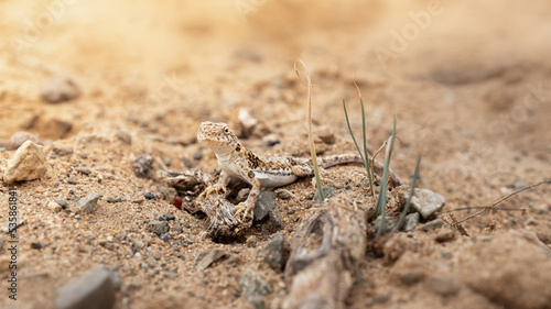 portrait of a lizard in the desert