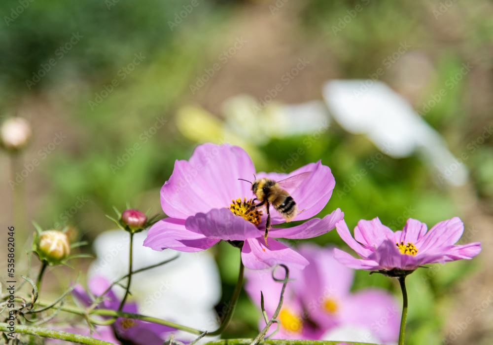 Fototapeta premium Honey bee collecting pollen on cosmos flower