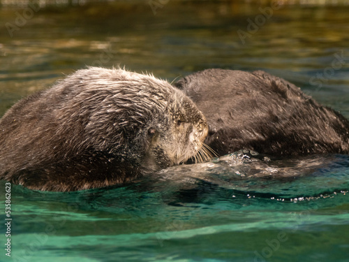otter in the water © Deeeesukeeee