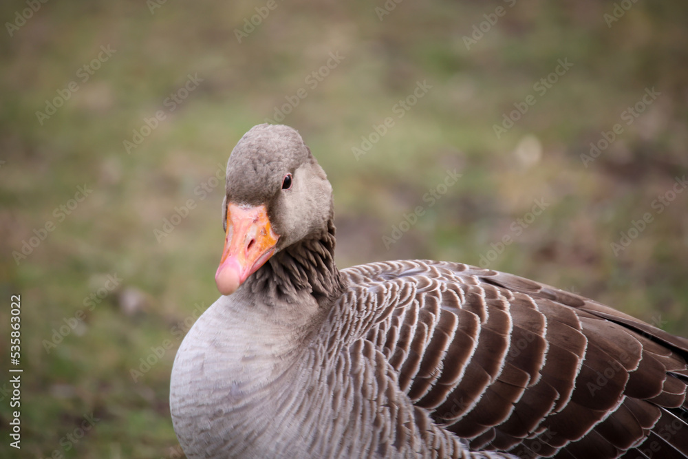 Graugans, Graugänse in der Natur. Portrait einer Gans in der Natur. Graugans, Graugänse in der Natur. Portrait einer Gans in der Natur.