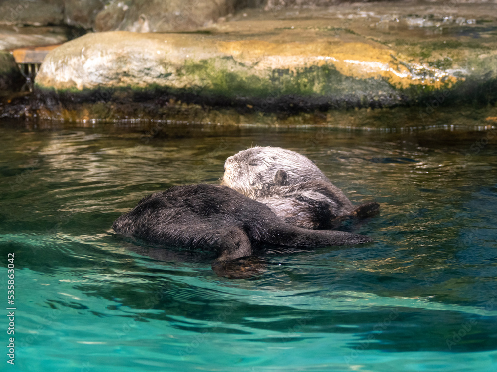 Obraz premium seal in water