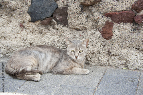 Wallpaper Mural gatto eolico Torontodigital.ca