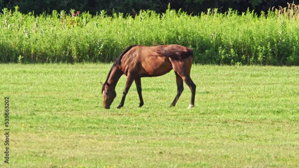 Female horse grazing in meadow at sunny summer day. Summer pasture footage while traveling. Horse breeding concept. Ungulates animal grazes at farmland.