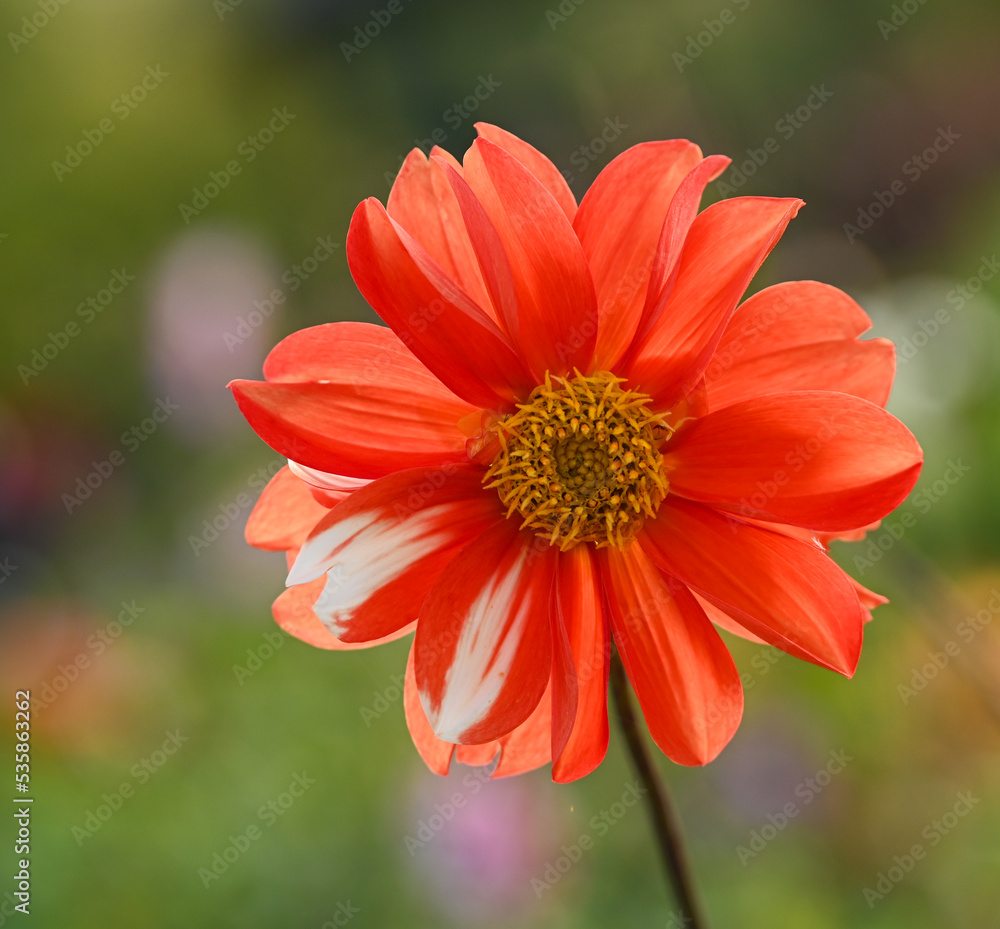 Beautiful close-up of a bicolor dahlia flower Beautiful close-up of a bicolor dahlia flower