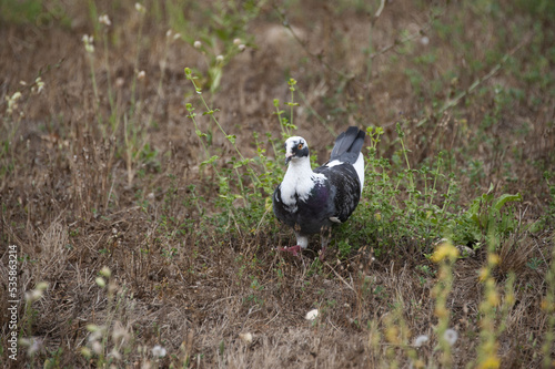 Wallpaper Mural Piccione Torontodigital.ca