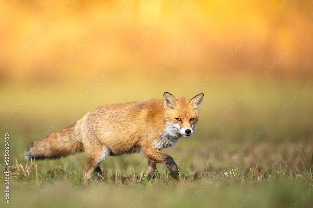 Fox Vulpes vulpes in autumn scenery, Poland Europe, animal walking among green meadow in amazing warm light	