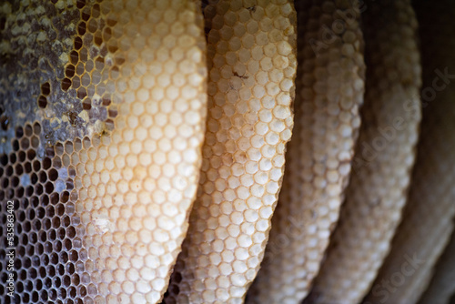 Wallpaper Mural Favi Torontodigital.ca