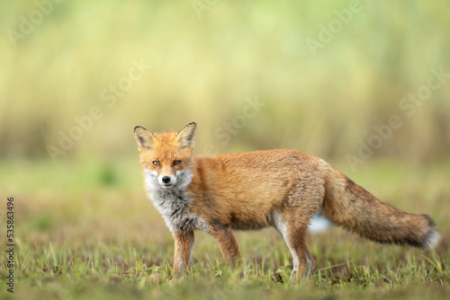 Fox Vulpes vulpes in autumn scenery  Poland Europe  animal walking among green meadow in amazing warm light 
