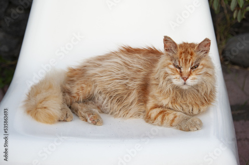 Wallpaper Mural Gatto rosso Torontodigital.ca