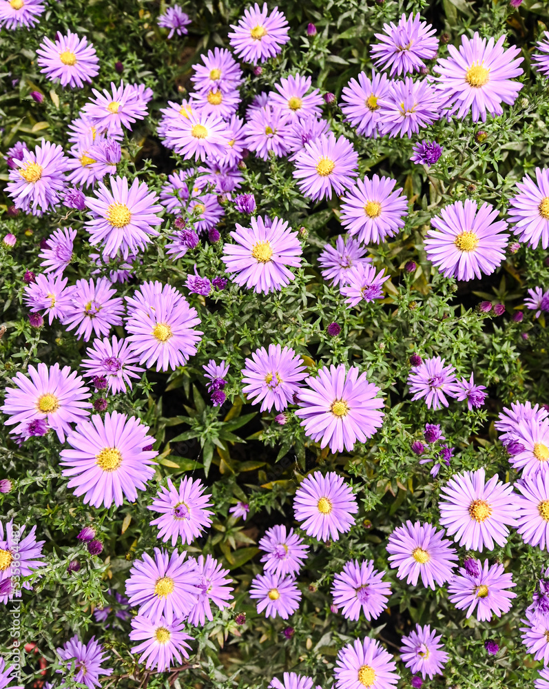 Beautiful close-up of aster amellus flowers Beautiful close-up of aster amellus flowers