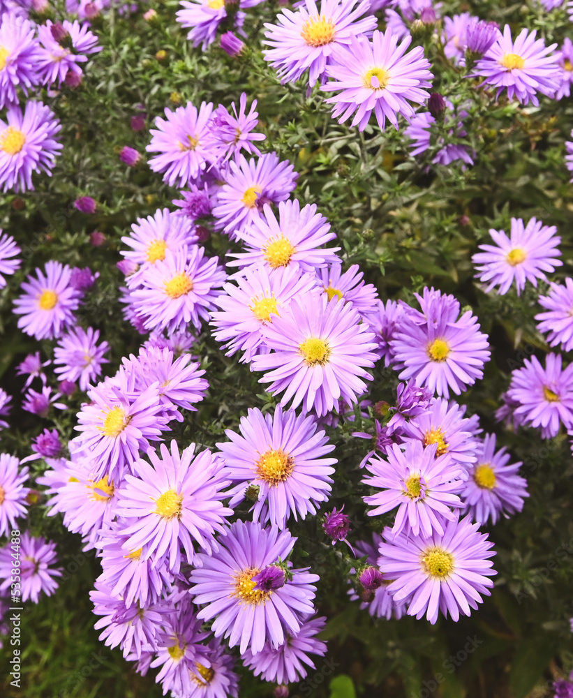 Beautiful close-up of aster amellus flower Beautiful close-up of aster amellus flower