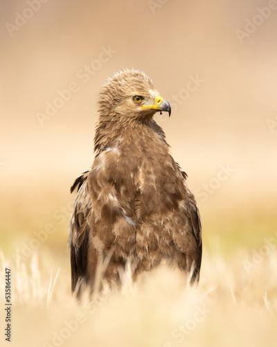 Birds of prey - Lesser Spotted Eagle Aquila pomarina