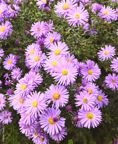 Beautiful close-up of aster amellus flower