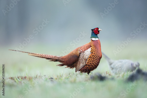 Common pheasant Phasianus colchius Ring-necked pheasant in natural habitat, grassland in early winter	