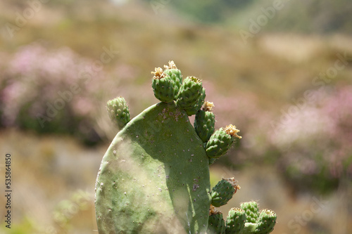 Wallpaper Mural Fico d'India Torontodigital.ca