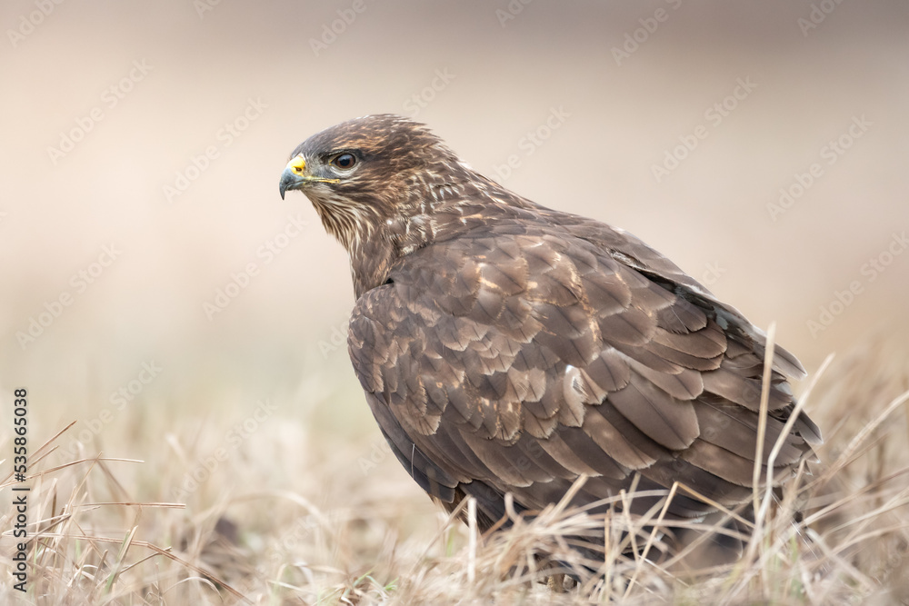 Common buzzard Buteo buteo in the fields, buzzards in natural habitat, hawk bird on the ground, predatory bird close up, birds of prey Common buzzard Buteo buteo in the fields, buzzards in natural habitat, hawk bird on the ground, predatory bird close up, birds of prey