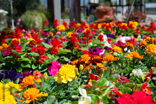 Wallpaper Mural Fiori Torontodigital.ca