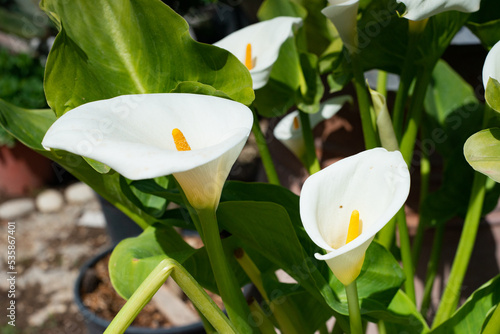 Wallpaper Mural CALLE Torontodigital.ca