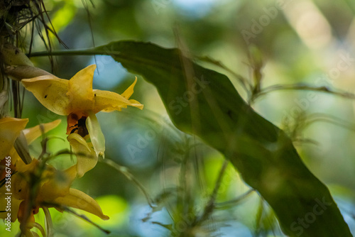 orquídeas en su hábitat photo