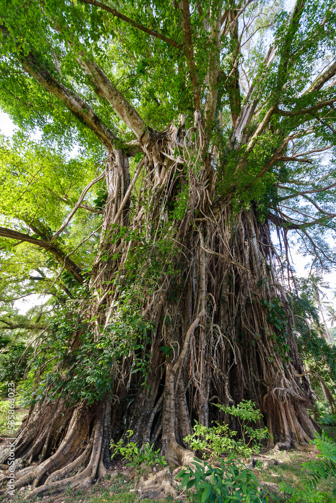 Giant banyan tree on Pentecost Island, Vanuatu Giant banyan tree on Pentecost Island, Vanuatu