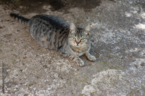 Wallpaper Mural gatta Torontodigital.ca