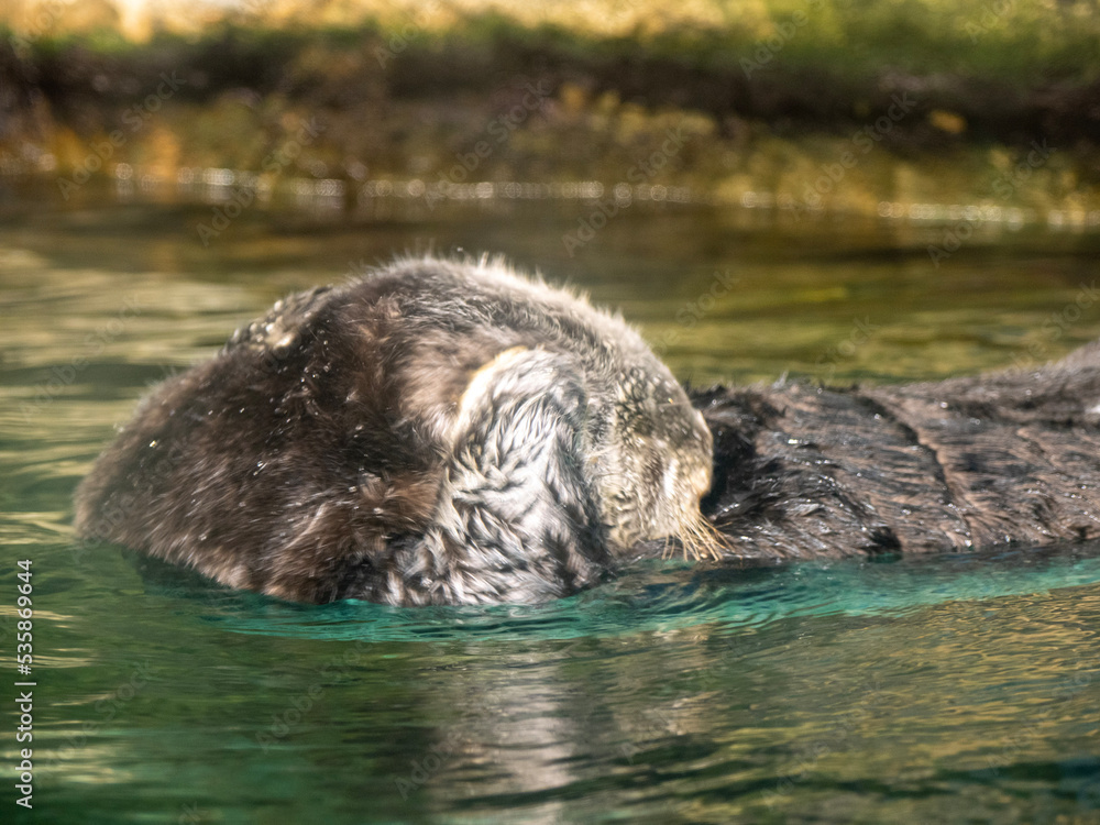Naklejka premium bear in water