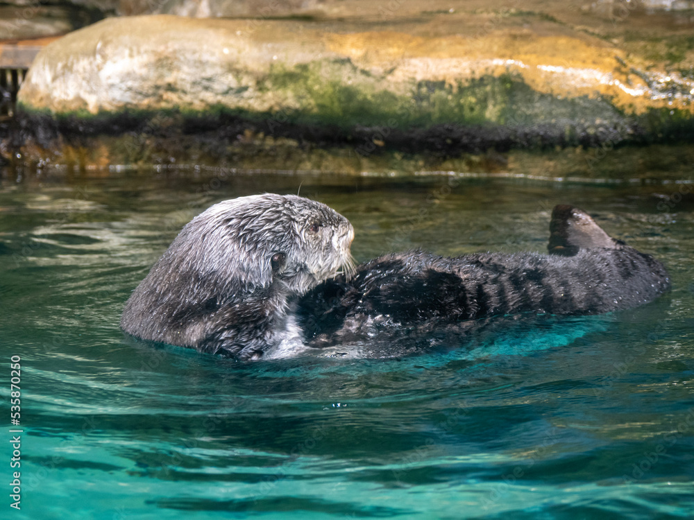 Naklejka premium sea ​​otter in water